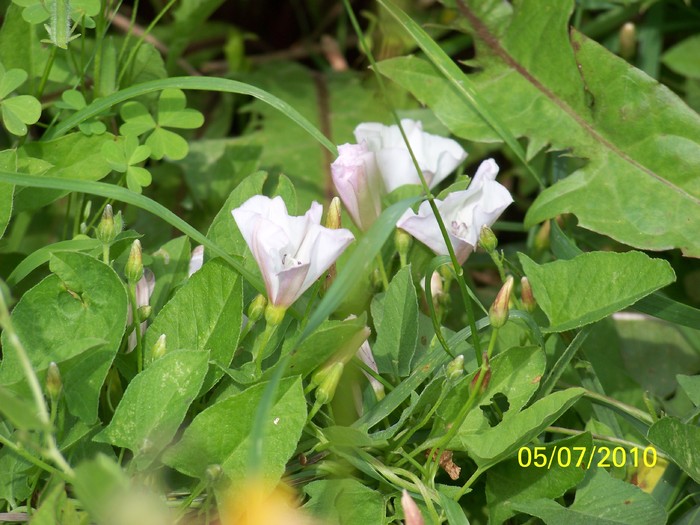 100_4654 - 8 iulie 2010 Fotografii