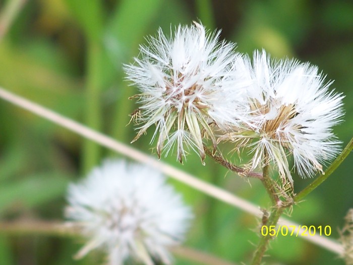 100_4661 - 8 iulie 2010 Fotografii