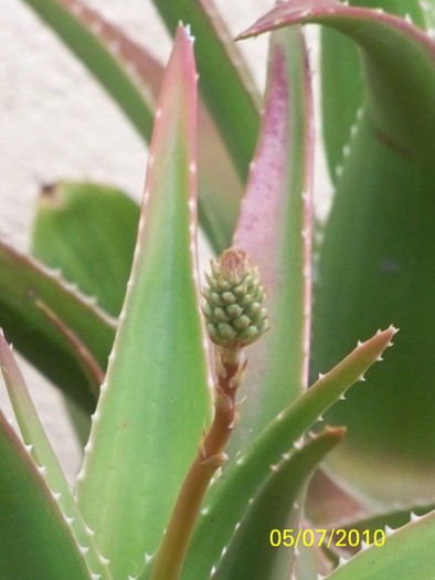 100_4671 - 8 iulie 2010 Fotografii