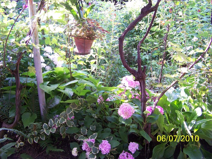 100_4676 - 8 iulie 2010 Fotografii