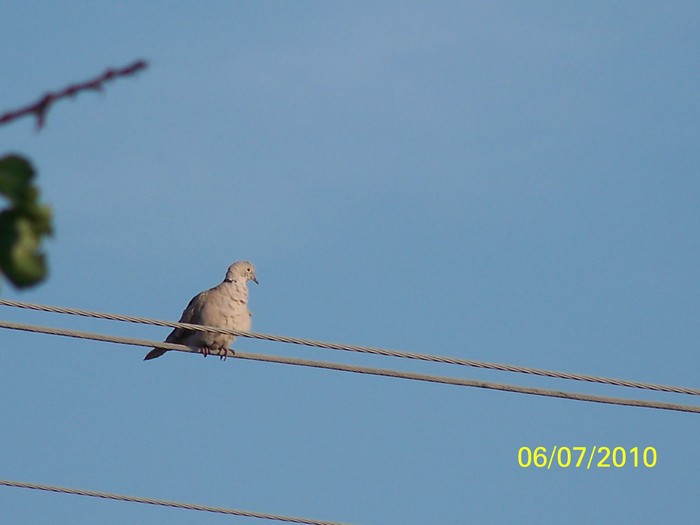 100_4683 - 8 iulie 2010 Fotografii
