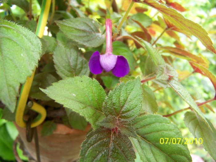 100_4828 - 8 iulie 2010 Fotografii