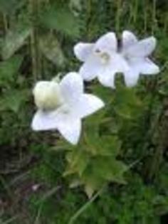 albe - flori de vara