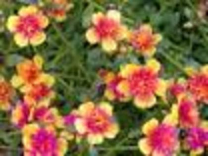 colorate - flori de vara