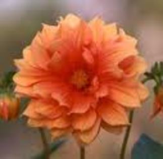 portocalie - flori de vara
