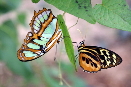 15_Nature_Explorer_Amazonia_Ecuador-Amazonia-SachaLodge-ButterflyFarm-22 - poze cu fluturi