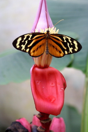 16_Nature_Explorer_Amazonia_Ecuador-Amazonia-SachaLodge-ButterflyFarm-27 - poze cu fluturi