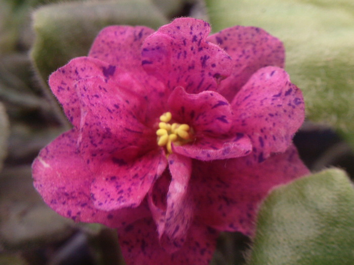 Photo1650 - VIOLETE AFRICANE saintpaulia  2010-2011                                                             