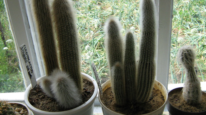 Picture 102 - cactusii mei