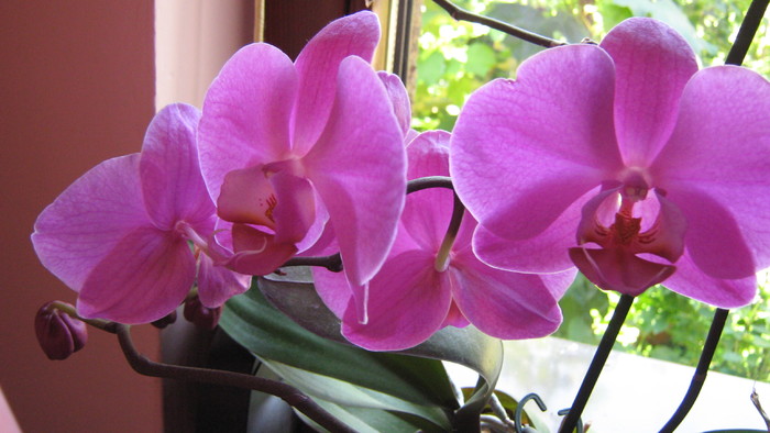 phalaenopsis - Orhidee