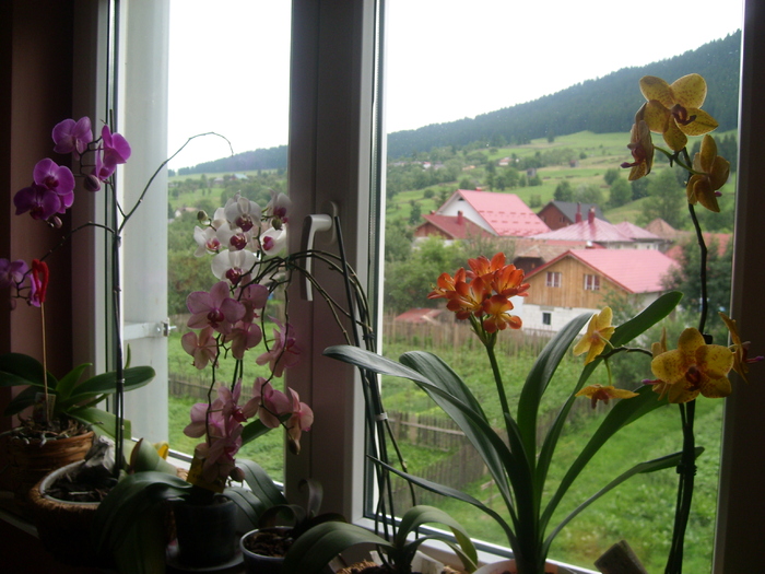 SL274470 - Florile mele de orhidee