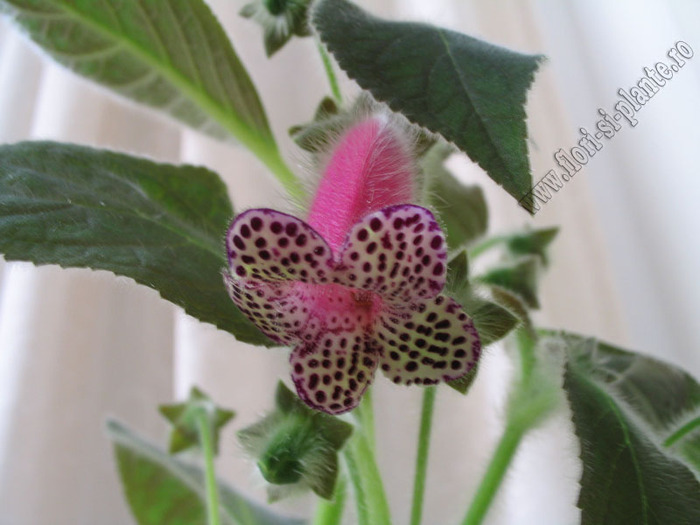 Kohleria black diamond 1