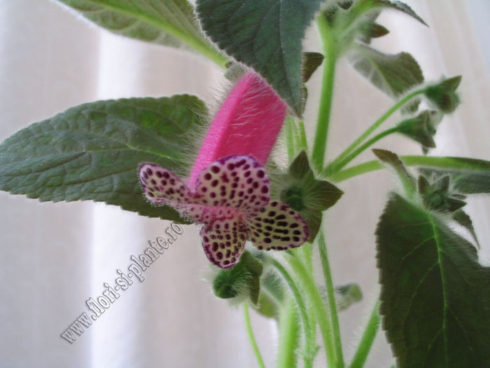Kohleria black diamond 2
