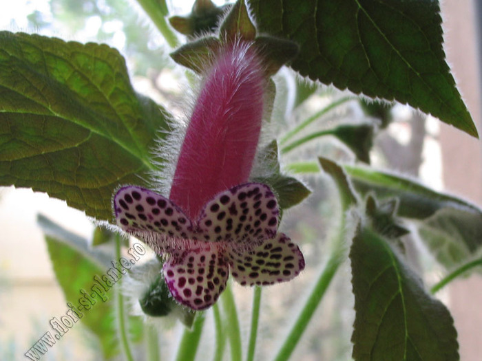 Kohleria black diamond 3