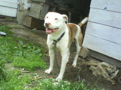 DSC00714 - Pitbull