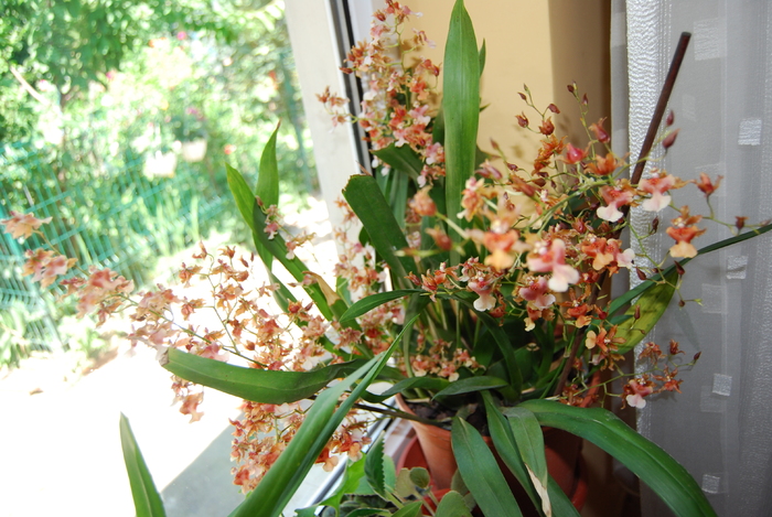 Oncidium plin de flori - Orhidee