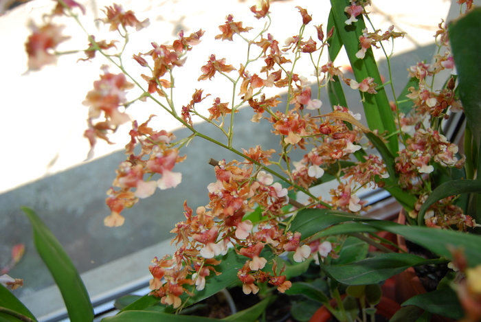 oncidium - Rosy Sunset - Orhidee