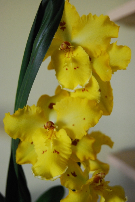 cambria noua - Orhidee