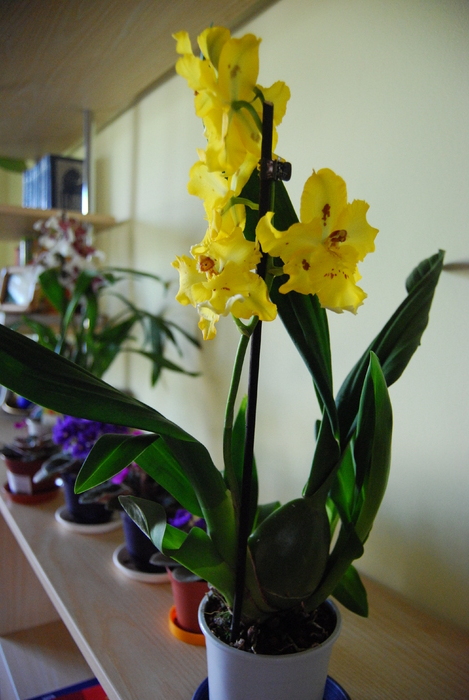  - Orhidee