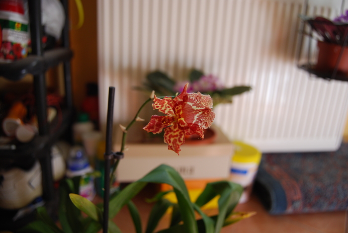 Oncidium la 12 lei - Orhidee