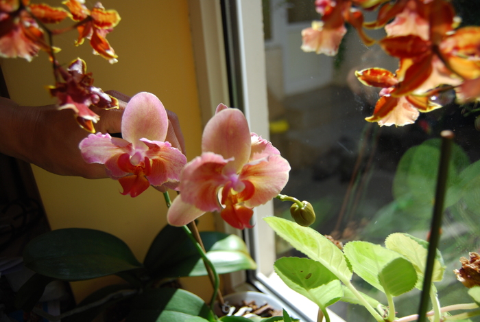 Phlalenopsis din 2009; tija noua
