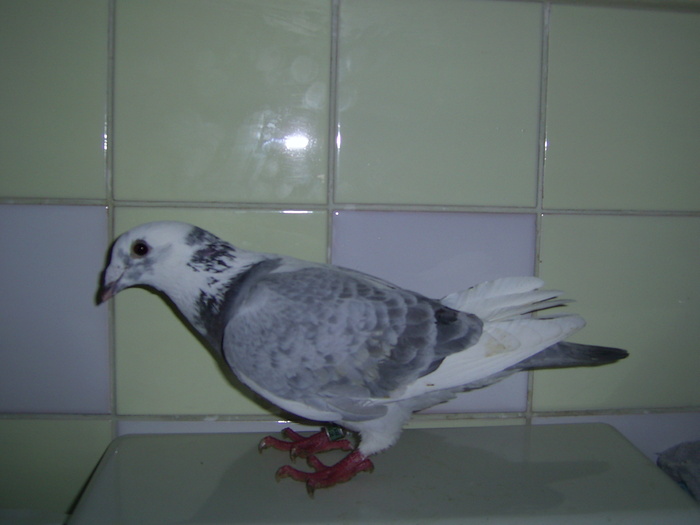 Copy of SA400119 - porumbei voiajori in trecut