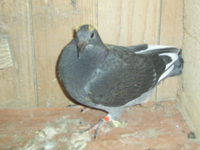 SA400398 - porumbei voiajori in trecut