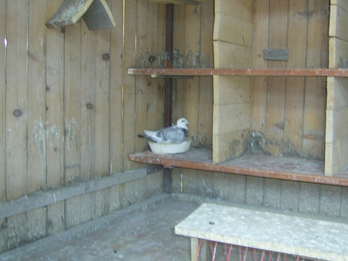 SA400571 - porumbei voiajori in trecut