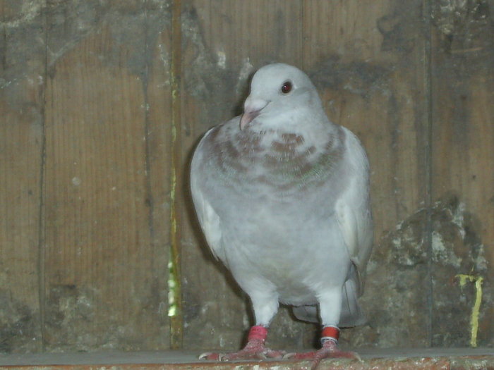 SA400576 - porumbei voiajori in trecut
