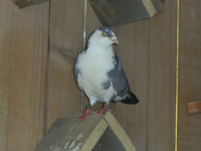 SA400580 - porumbei voiajori in trecut