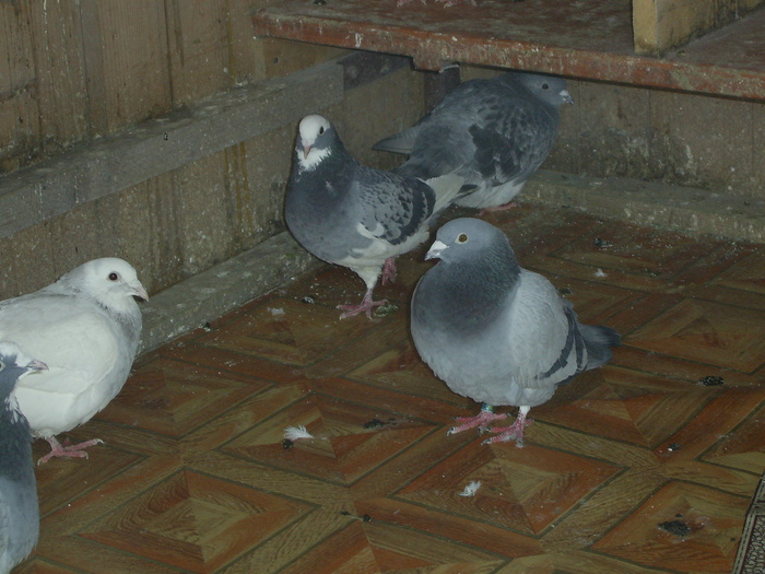 SA400064 - porumbei voiajori in trecut