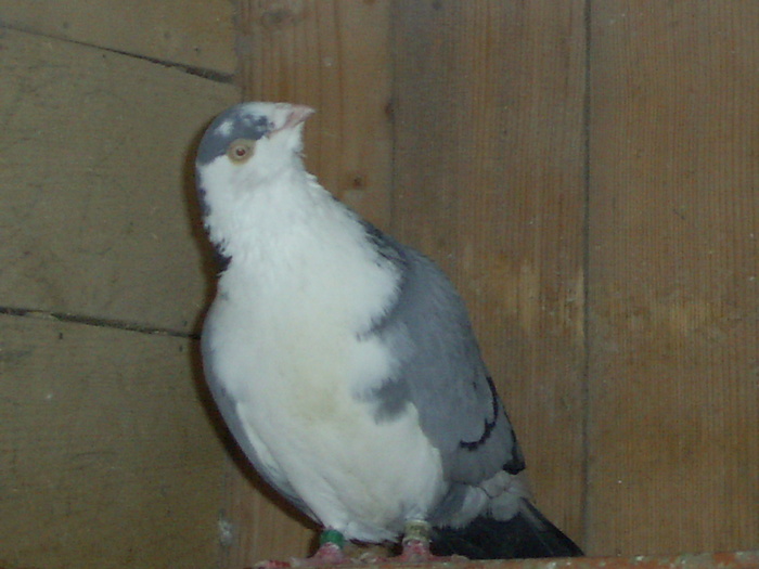 SA400068 - porumbei voiajori in trecut