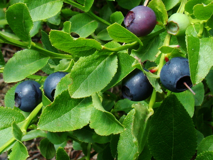 Afine - FRUCTE de PADURE