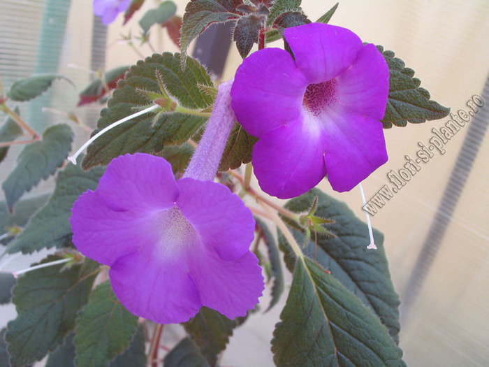 Achimenes magnificent si grandiflora
