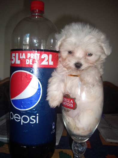 Bichon Maltese - Bichon Maltese