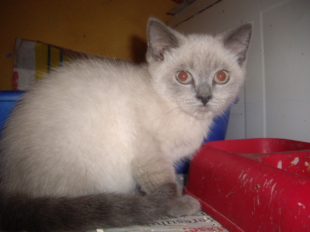 British Shorthair; Yoghi
