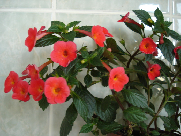 orange de light - ACHIMENES