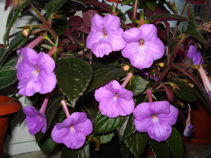 Pulcherrima - ACHIMENES