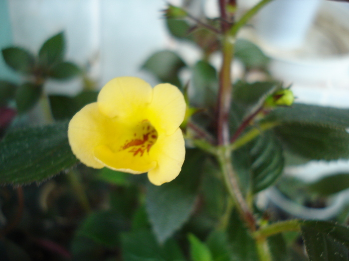 Yellow Beauty - ACHIMENES