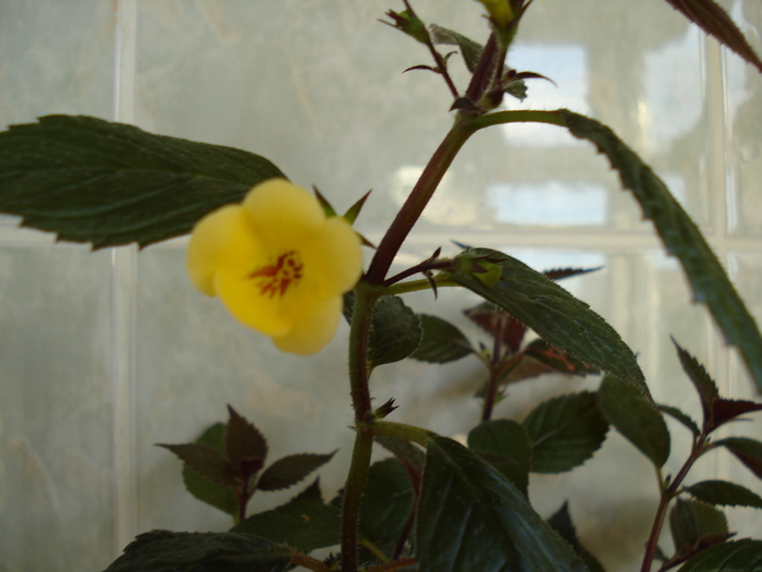 DSC07135 - ACHIMENES