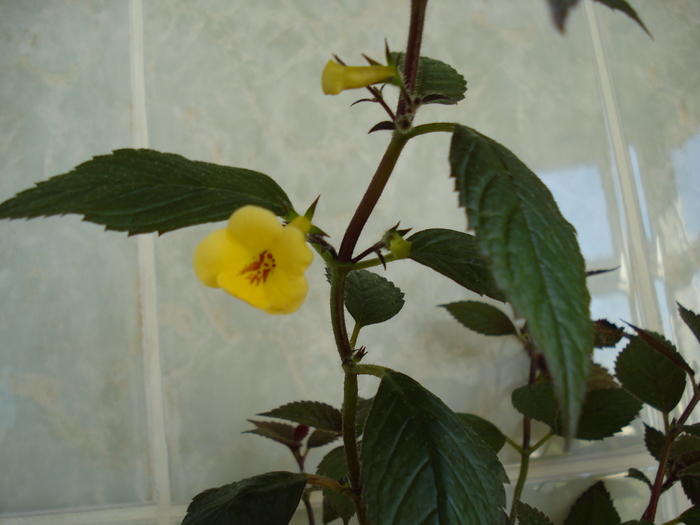 DSC07136 - ACHIMENES