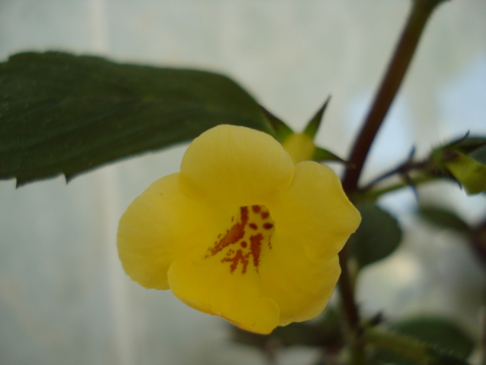 DSC07137 - ACHIMENES