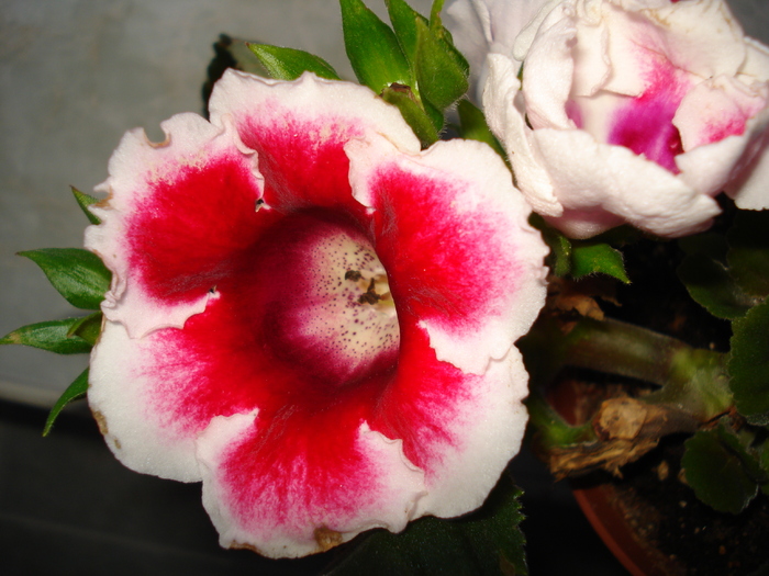 DSC07106 - GLOXINIA  2010