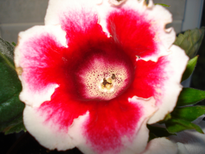 DSC07107 - GLOXINIA  2010