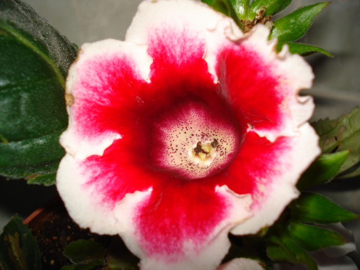 DSC07108 - GLOXINIA  2010