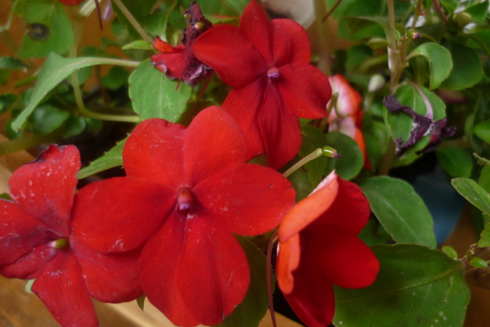 detaliu floare de impatiens rosu