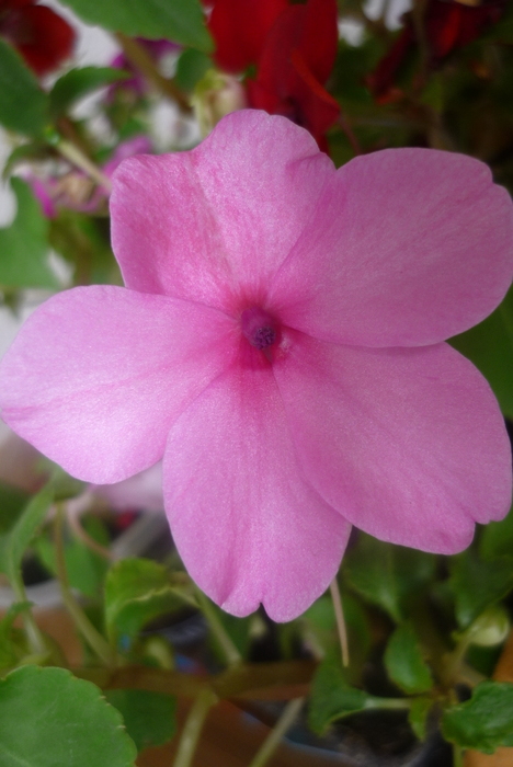 detaliu floare de impatiens roz