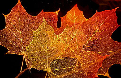 512px-Maple_leaf_structure[1] - orange