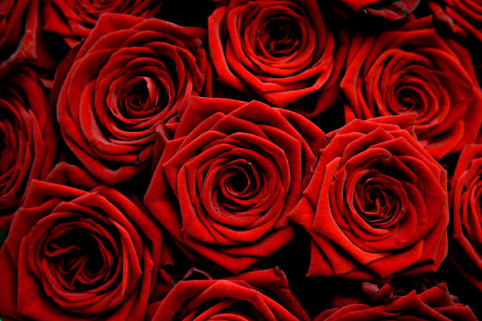 red-roses-photo[1] - red