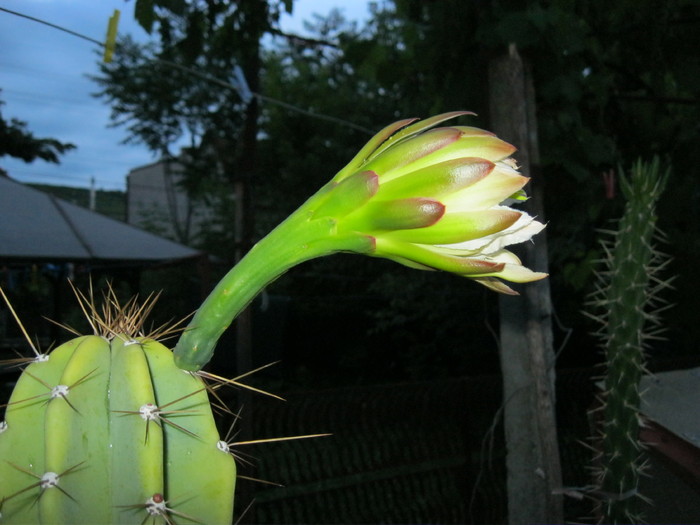 Kaktuszok 2010.jul.08 002 - Cereus 2010